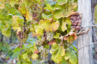 Grappes de riesling atteintes (octobre), à Bernkastel-Kues, dans la Moselle allemande.