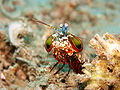 Peacock mantis shrimp