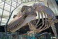 A skeleton is suspended on metal framework, which incorporates an outline of the soft tissue along a median cross-section of the animal. The jaws host many sharp teeth, and pectoral fin bones are attached to the lower ribs. The backbone stretches away out of frame; no hind limb bones can be seen. The outline includes an upright dorsal fin and rounded forehead