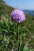 Orchis globuleux