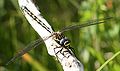 Alpine darner (front)