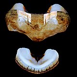 Two valves of A. granulata, an intermediate plate (32 mm) and a tail plate (21 mm)