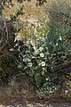 Alcea striata