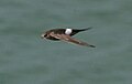 Pacific swift