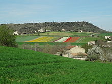 Les champs de fleurs forment de grandes bandes de couleurs vives.