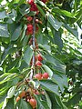 A cherry branch in Paris.