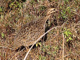 Chilei tinamu (Nothoprocta perdicaria)