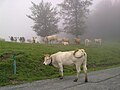 Vaches au col de Labays, dép. 64