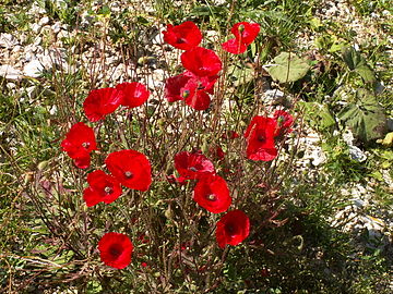 pipacs (Papaver rhoeas)