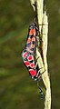 * Nomination Zygaena carniolica --Holleday 20:20, 16 August 2013 (UTC) * Promotion QI & Useful--Archaeodontosaurus 10:13, 17 August 2013 (UTC)