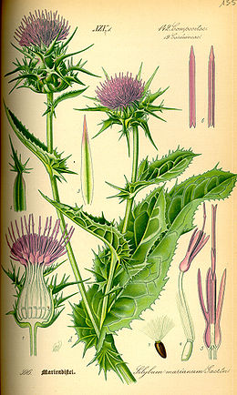 Tikrasis margainis (Silybum marianum)