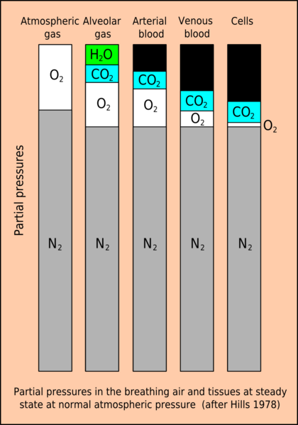 File:Partial pressures in tissues.png