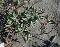 Polygonum maritimum