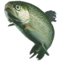 File:Rainbow trout.png