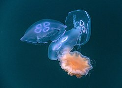 Three moon jellyfishes captured by a lion's mane jellyfish