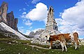 Tre Cime cows 7.jpg5 100 × 3 400; 3,64 MB