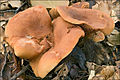 Ryzec žlutohnědý (Lactarius fulvissimus)