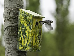 Eurasian blue tit leaves the nest box