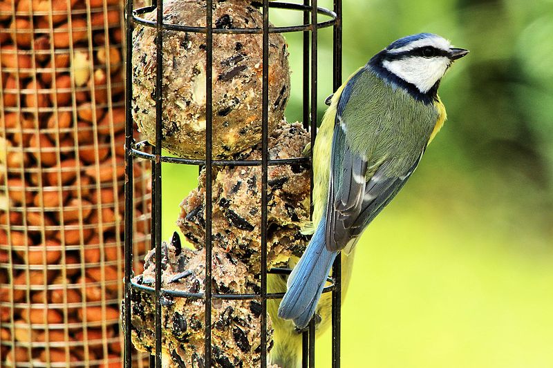 File:A tit on my fatballs (26251618102).jpg