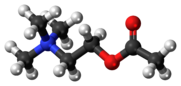 Palični model acetilholina