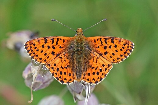 Upper side of wings of Balkan fritillary (Boloria graeca balcanica) by Charlesjsharp