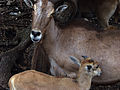 Ewe and lamb rest in the shade of a tree