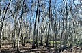 Black Bayou Lake National Wildlife Refuge view from walking trail horizontal