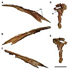 Vue en plusieurs côtés d'un os nasal d'un dinosaure théropode sur fond blanc.