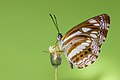 * Nomination Close wing Basking of Neptis jumbah (Moore, 1858) - Chestnut-streaked Sailer. By User:Anitava Roy --Atudu 15:05, 14 October 2024 (UTC) * Promotion  Support Good quality. --ReneeWrites 18:36, 14 October 2024 (UTC)