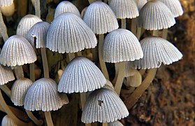 Coprinellus disseminatus (Agaricomycetes)