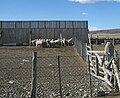 Sheep by Torres del Paine