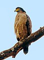 * Nomination Crested Serpent Eagle in Jim Corbett National Park, India --Subhrajyoti07 08:54, 18 March 2022 (UTC) * Decline  Oppose too noisy and too blue --Charlesjsharp 11:42, 18 March 2022 (UTC)