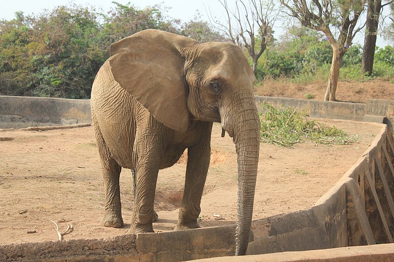 File:ELEPHANT IN JOS WILDLIFE PARK.jpg