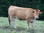 Photo couleur d'une vache blonde à muqueuses claires. (mufle, tour des yeux) Ses cornes sont coupées court et sa stature est harmonieuse.