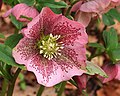 Helleborus orientalis