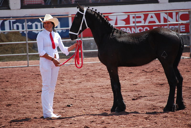 File:HorseTexcoco13.JPG