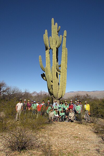 File:Interested individuals, accompanied by REI, surveyed saguaros on Plot 8 for the Centennial Saguaro Survey program. (d2dcd4cb-1dd8-b71b-0b05-08911a6aa706).JPG