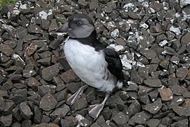 Young Atlantic puffin, Suðuroy