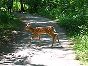 Deer crossing the broad trail