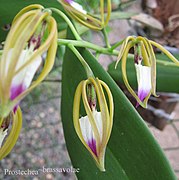 Prosthechea brassavolae