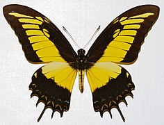 Mâle normal de Papilio androgeus