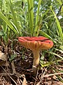 Russula emetica at Turkey Creek Water Park