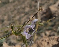 Salvia palaestina