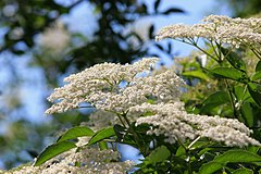 Yana rayan (Sambucus nigra)