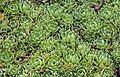 * Nomination Saxifraga paniculata, Munich Botanical Garden, Germany --Poco a poco 08:33, 23 December 2013 (UTC) * Promotion Good quality. --Cayambe 11:26, 25 December 2013 (UTC)