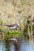 Tringa solitaria (Solitary sandpiper)