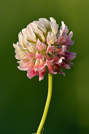 Trifolium hybridum