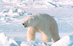 Dubu barafu (Ursus maritimus)