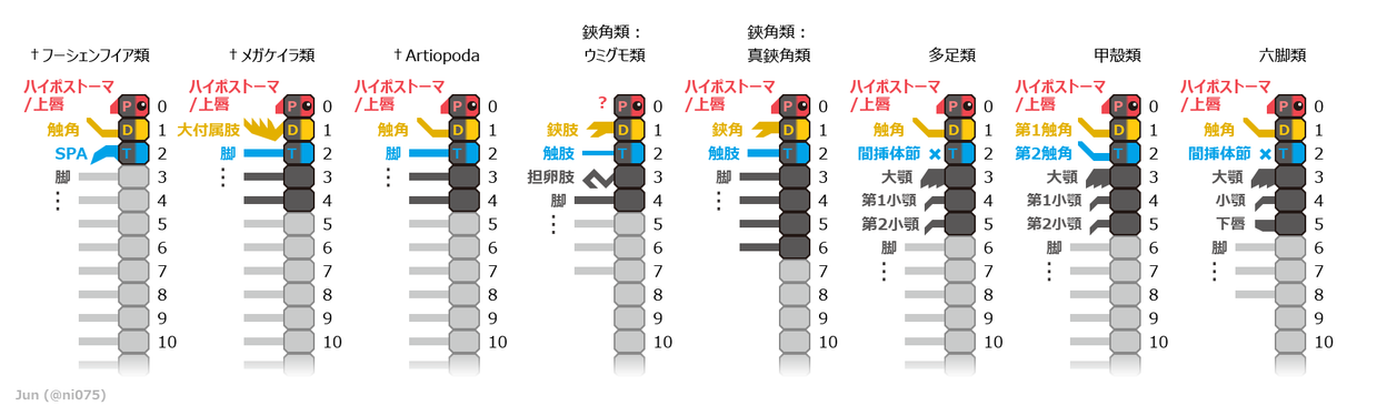 2017年時点で広く認められる、節足動物の主要な高次系統における付属肢と体節の対応関係。