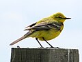 male in Wallasea Island, Essex, England.